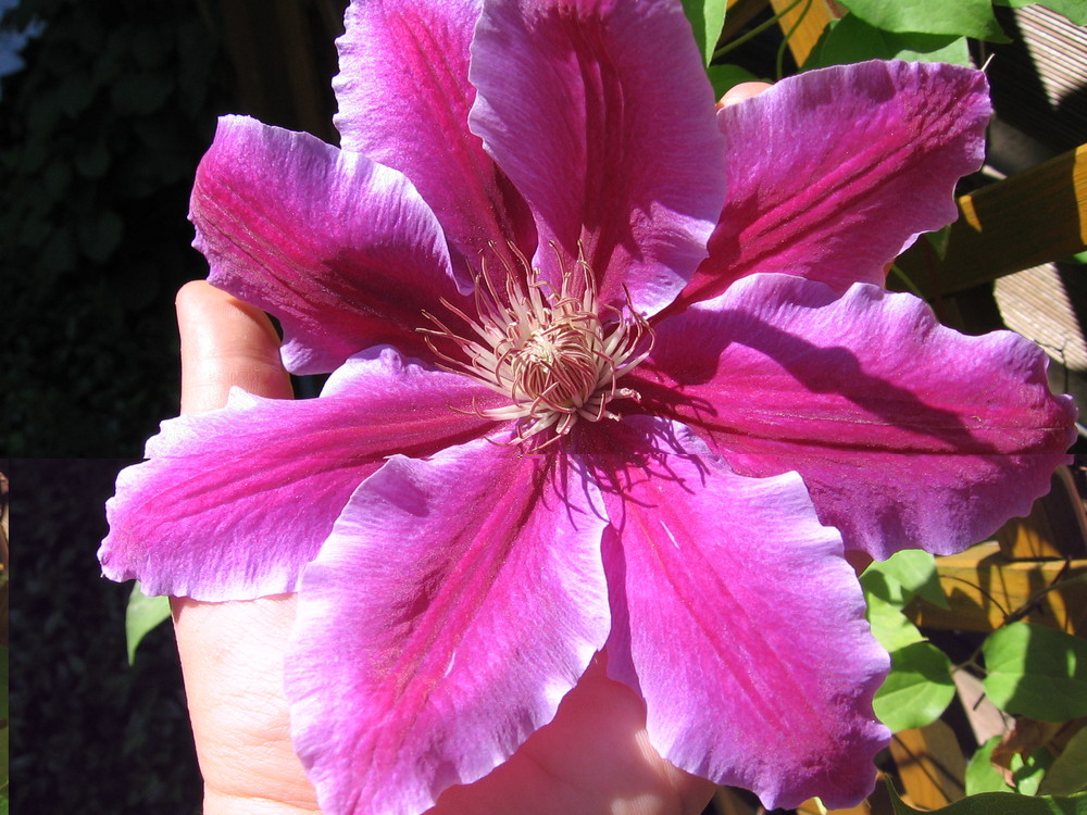 Riesenclematis