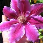 Riesenclematis