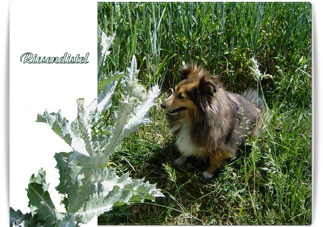 Riesendistel mit Tammy (Archiv)