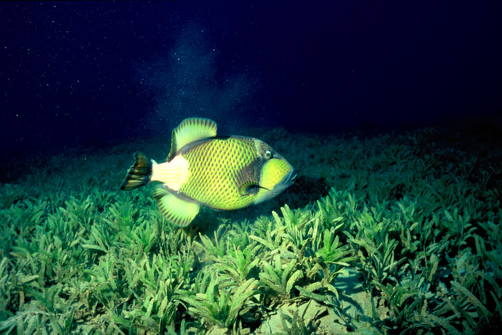 Riesendrückerfisch, Rotes Meer