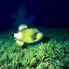 Riesendrückerfisch, Rotes Meer