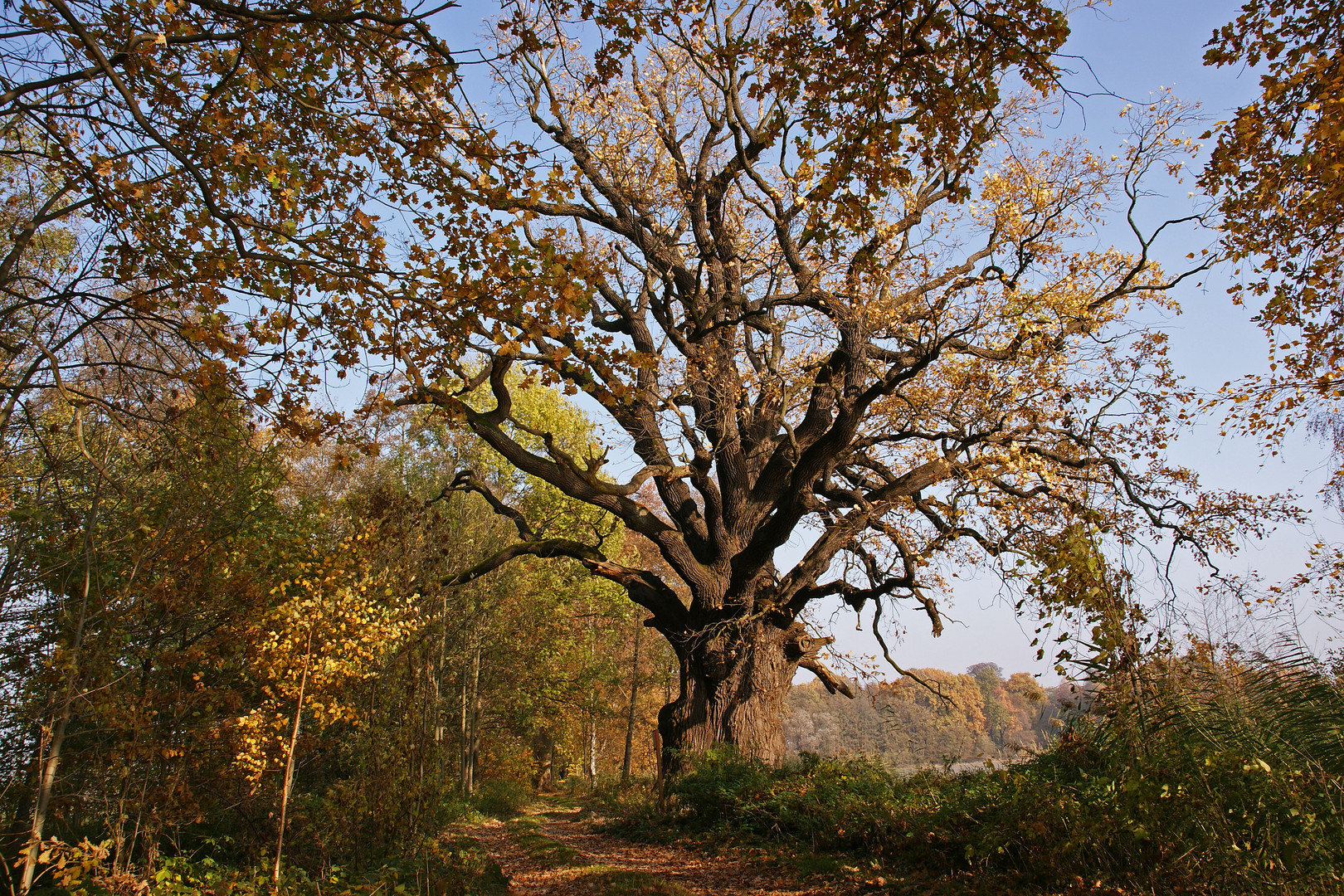 Rieseneiche von Niedergurig