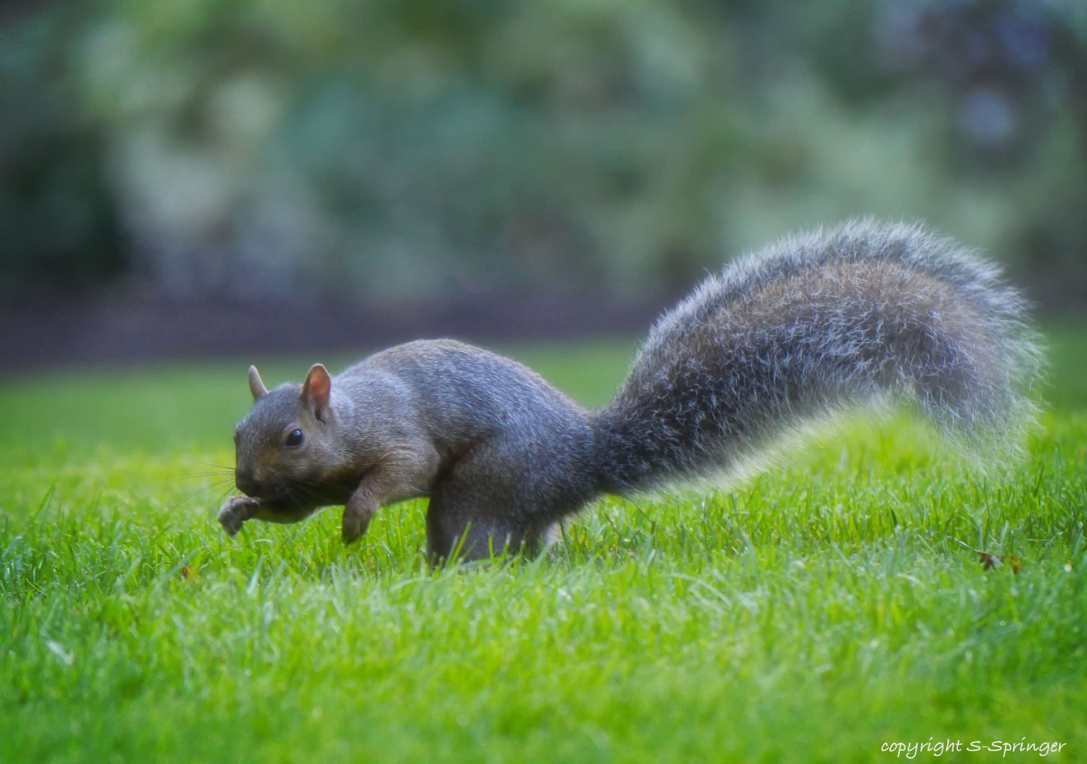 Rieseneichhörnchen im Stanleypark