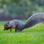 Rieseneichhörnchen im Stanleypark