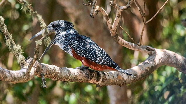 Rieseneisvogel