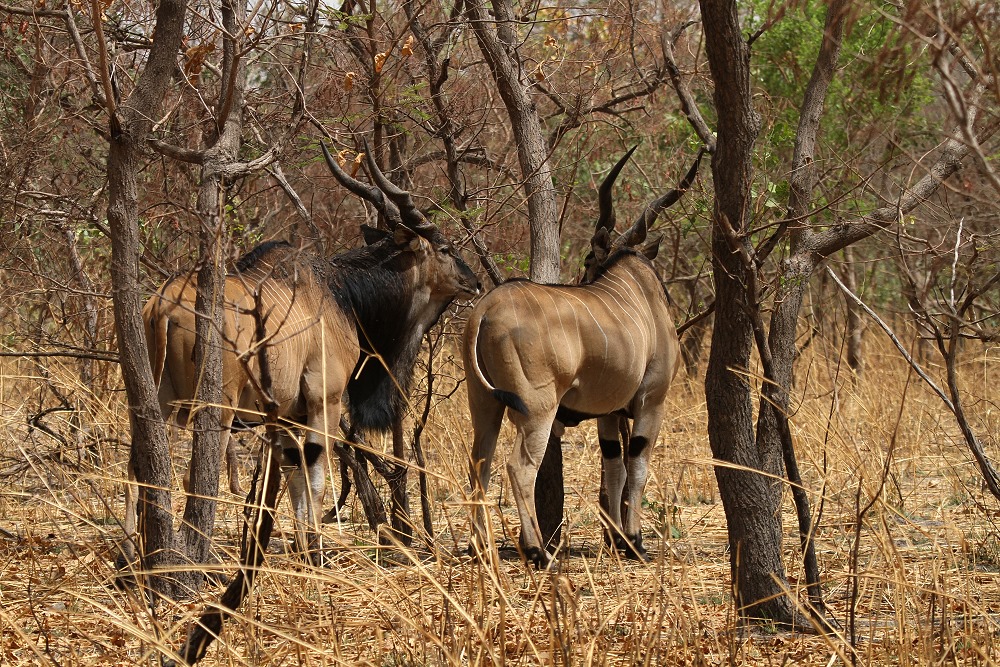 Riesenelenpärchen - Parc National du Niokolo Koba - Senegal