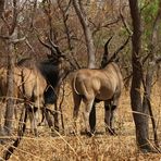 Riesenelenpärchen - Parc National du Niokolo Koba - Senegal