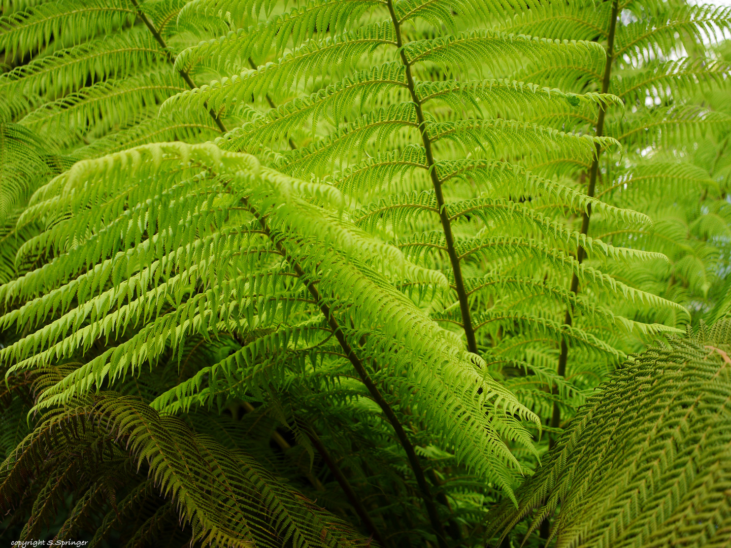 Riesenfarn im Botanischen Garten....