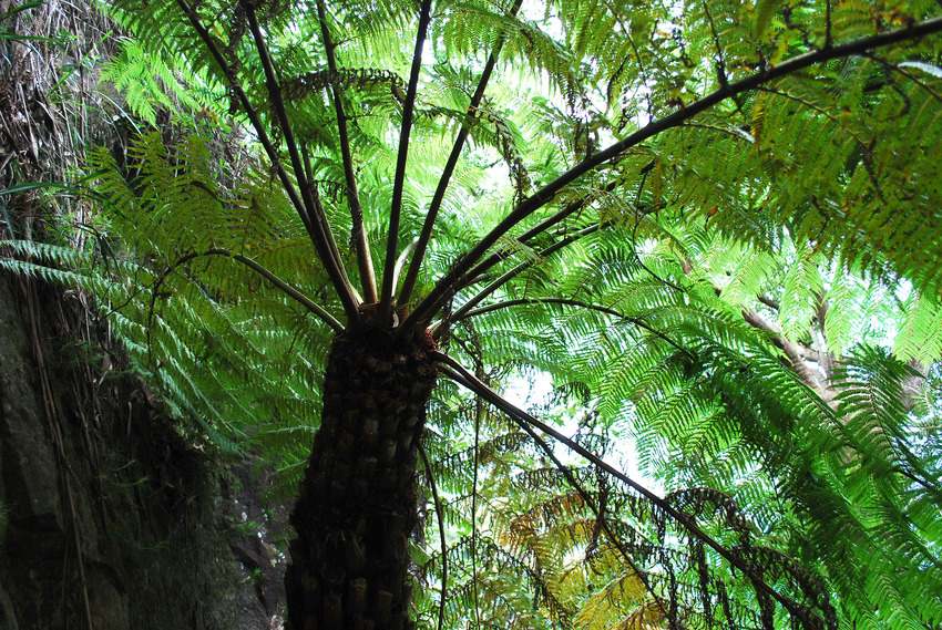 Riesenfarn im Eukalyptusurwald2