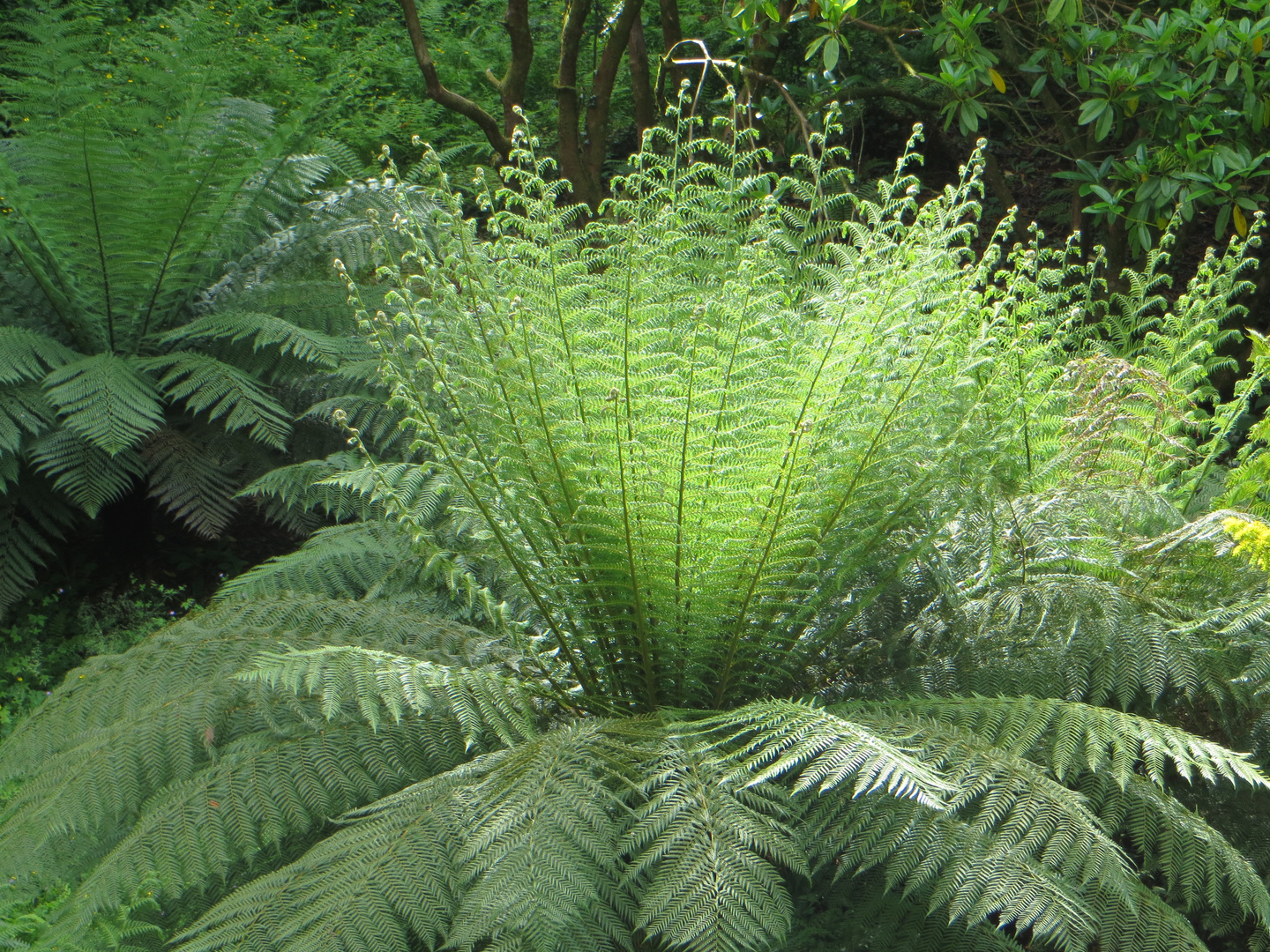 Riesenfarn im Glendurgan Garden - Südengland