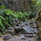 Riesenfarne im Barranco del Agua