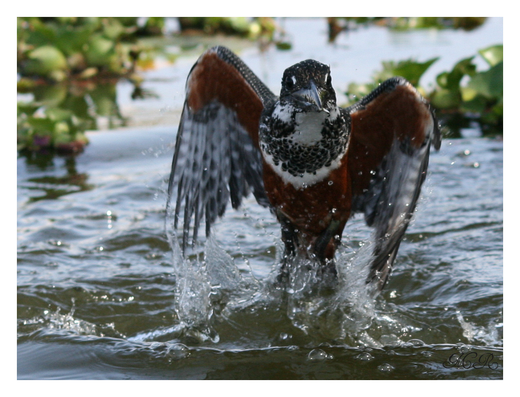 Riesenfischer am Lake Naivasha