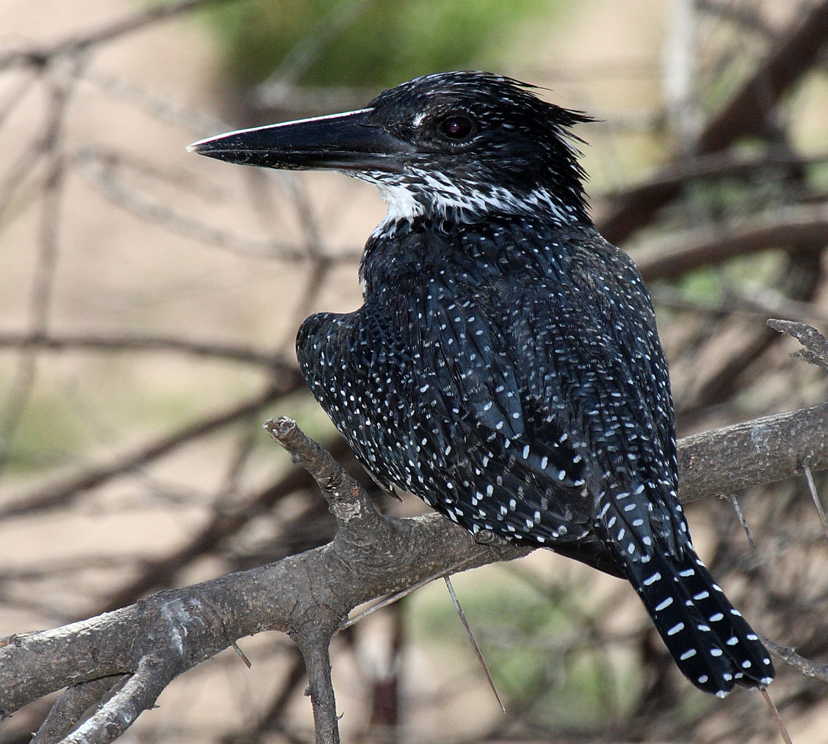 Riesenfischer am Ruaha