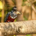 Riesenfischer - Giant Kingfisher