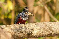 Riesenfischer - Giant Kingfisher