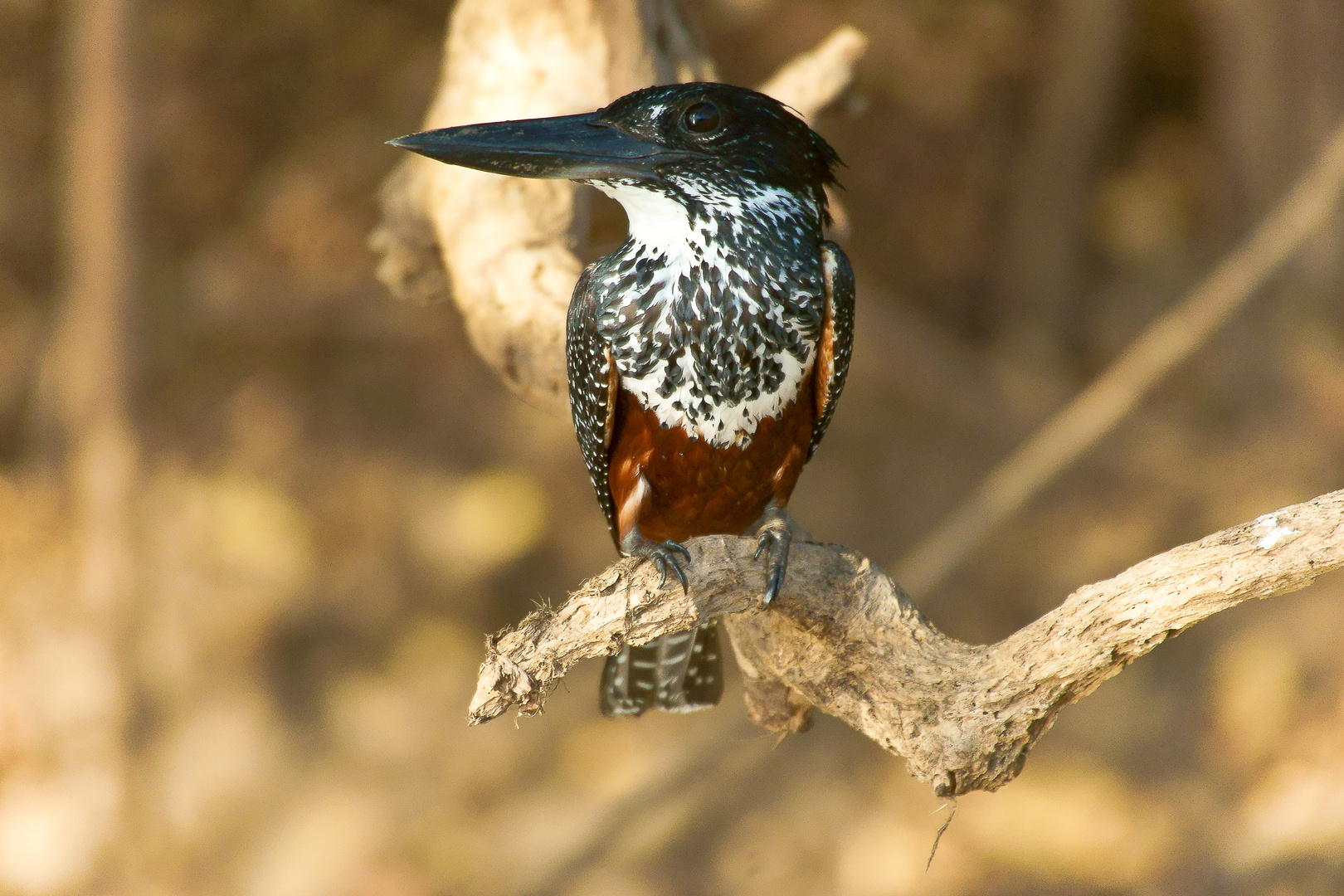 Riesenfischer  (Megaceryle maxima)