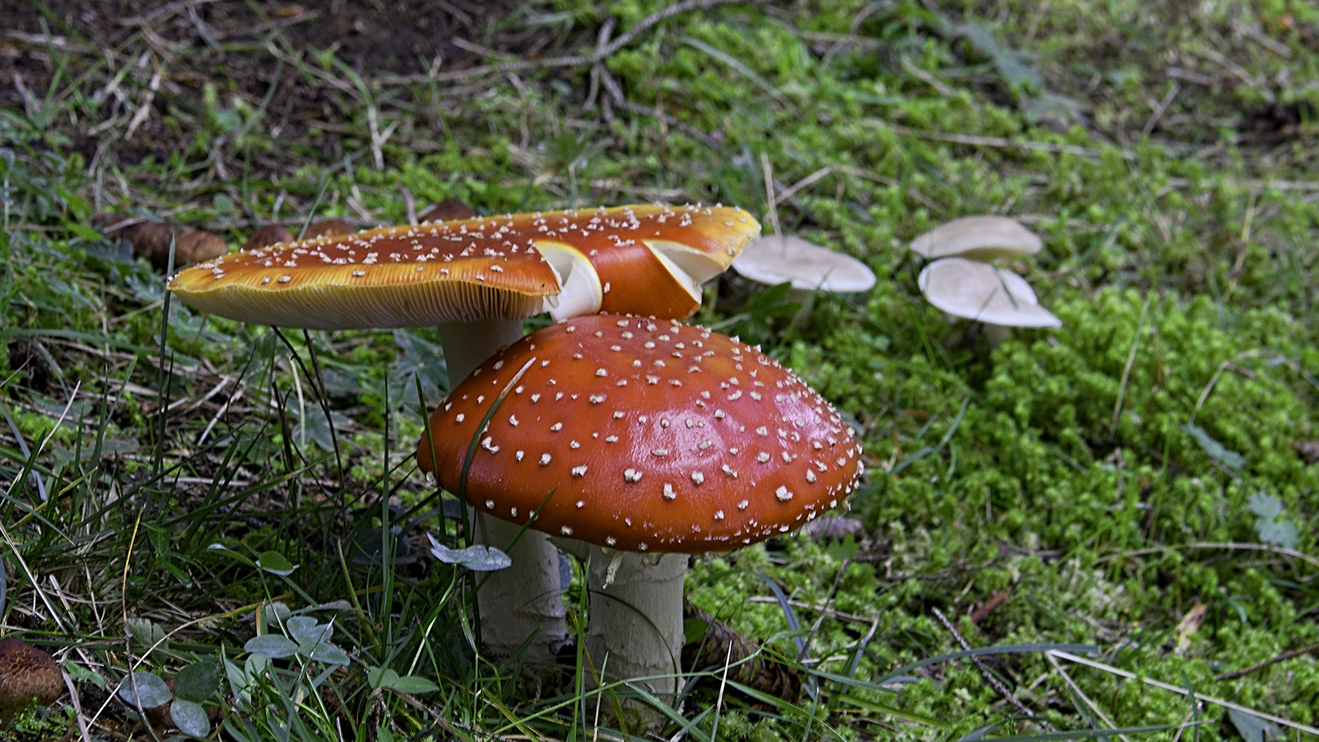 Riesenfliegenpilze - leider giftig