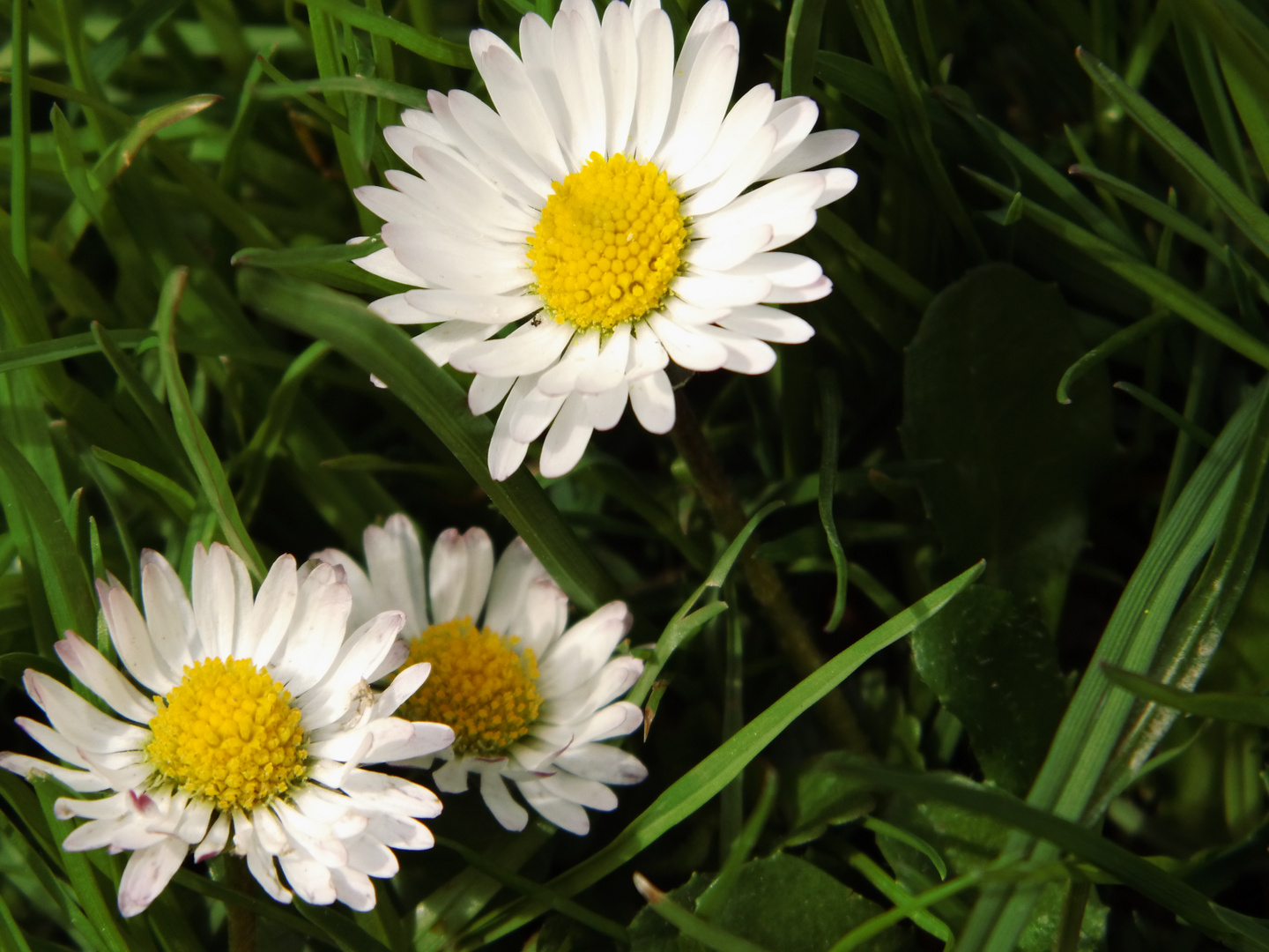 Riesengänseblümchen