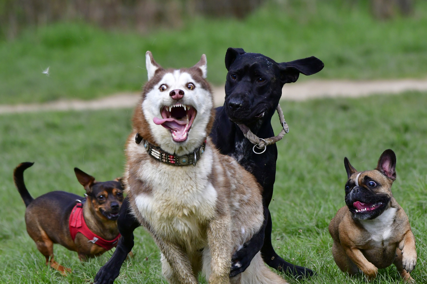 Riesengaudi auf der Hundewiese