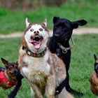 Riesengaudi auf der Hundewiese