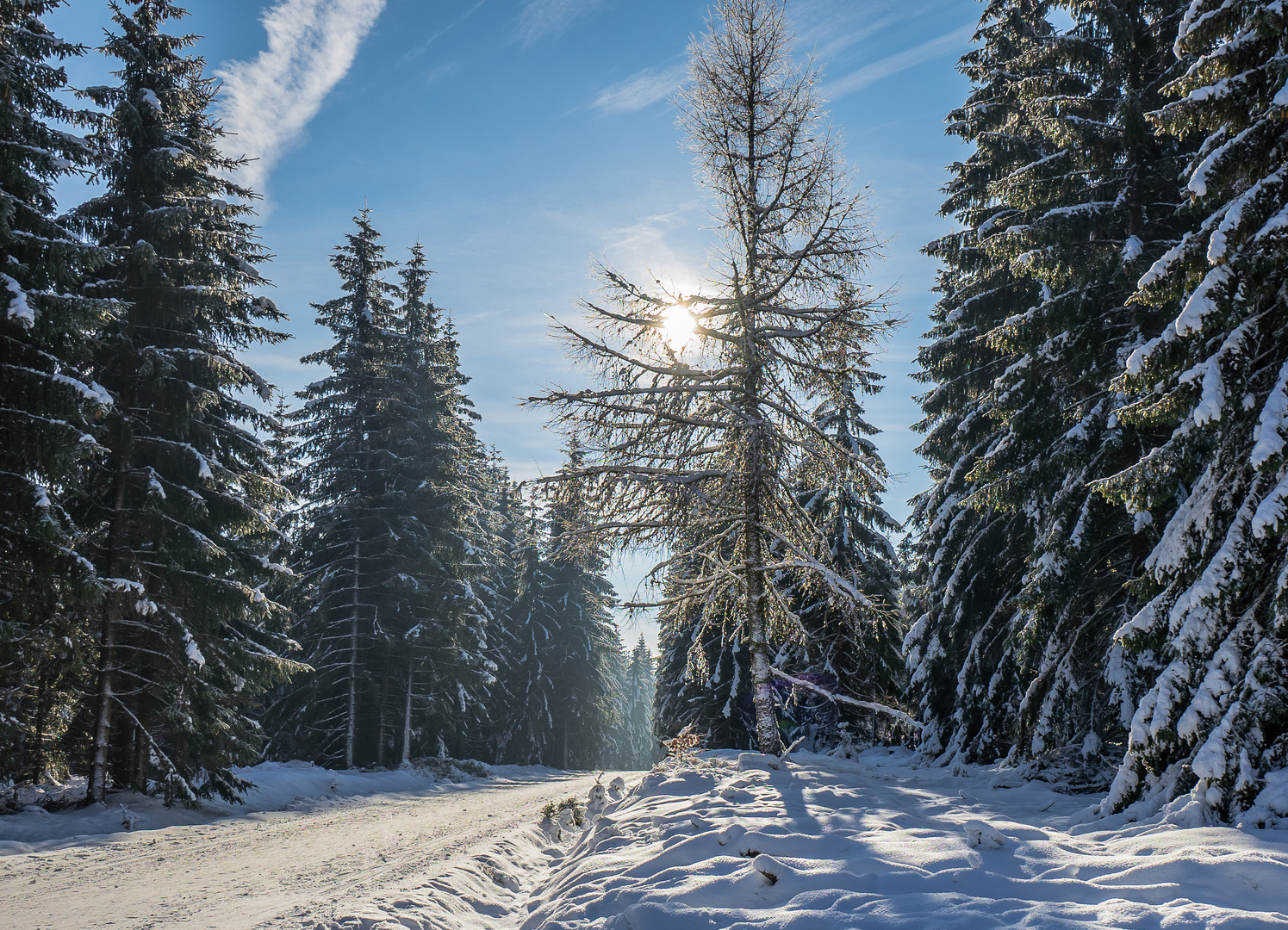 Riesengebirge Winterwald