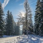 Riesengebirge Winterwald