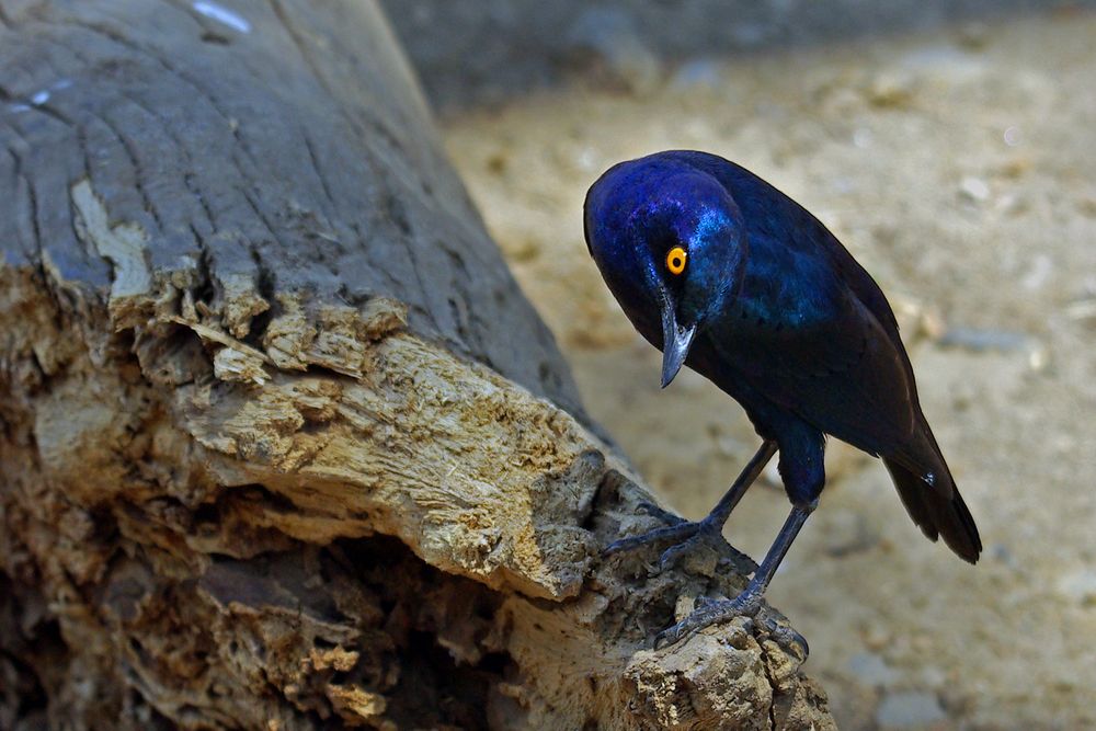 Riesenglanzstar (Lampotornis australis)