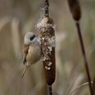 Riesenglück gehabt - Beutelmeise (Weibchen) gesichtet