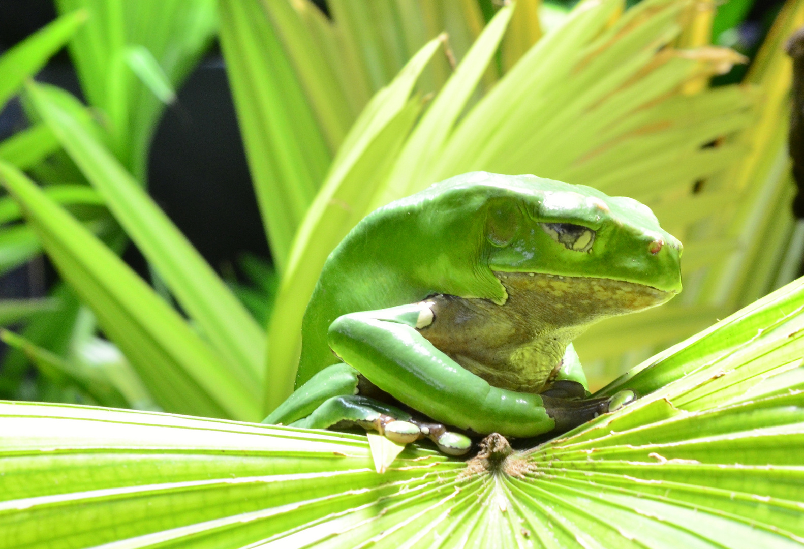 Riesengreiffrosch