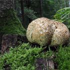 riesengroß erschien der Kartoffelbovist auf dem alten Baumstumpen  .....