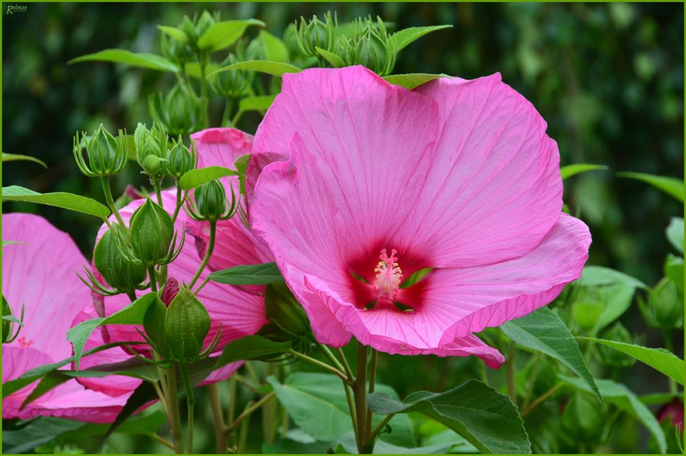 Riesengroße Blüten