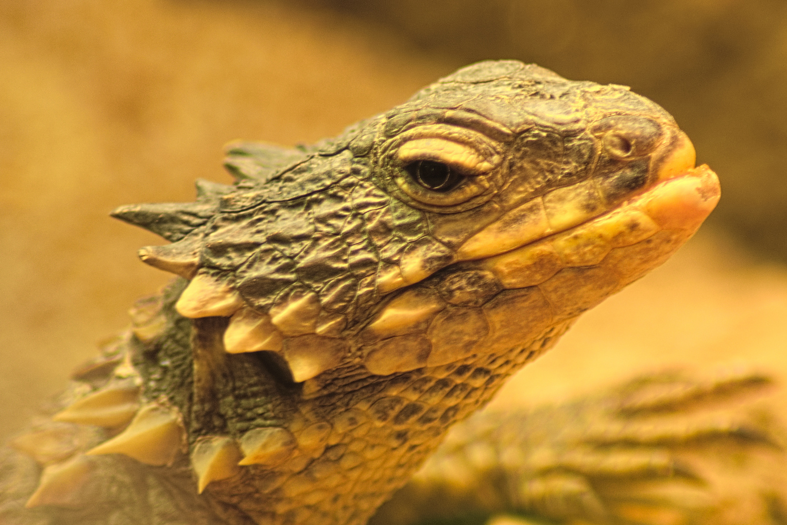 Riesengürtelschweif / Giant girdled lizard / Cordylus giganteus