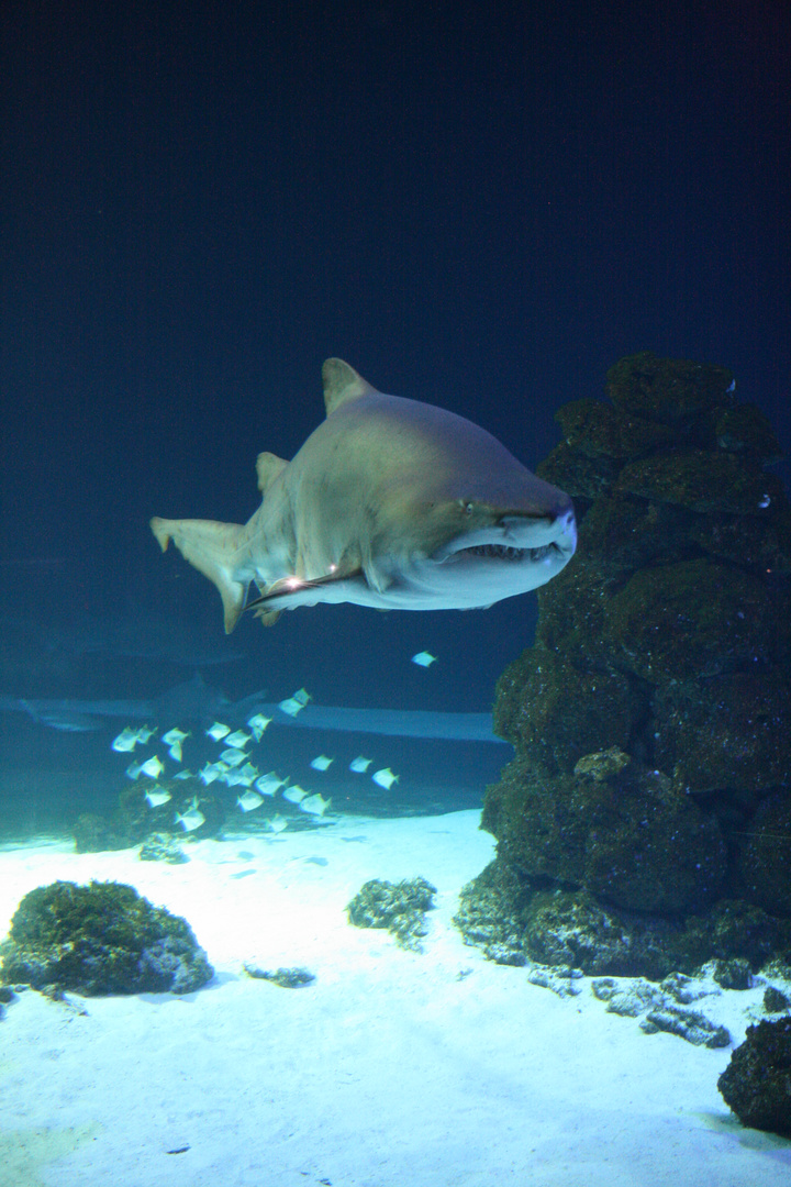 Riesenhaiaquarium Fehmarn