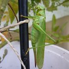 Riesenheuschrecke macht sich an die Tomaten