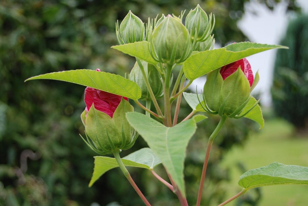 Riesenhibiskus