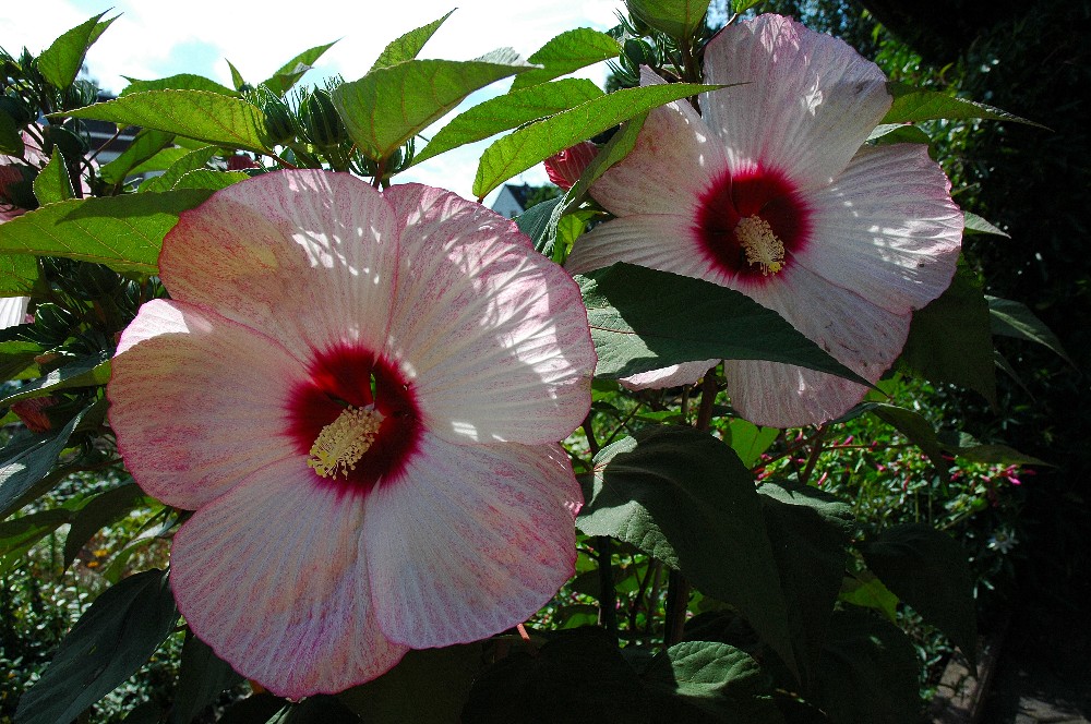 Riesenhibiskus