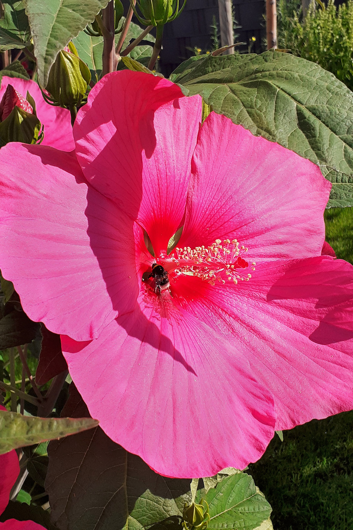 Riesenhibiskus mit Besucher