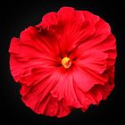 Riesenhibiskusblüte