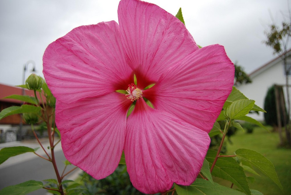 Riesenhibiskusblüte