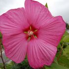 Riesenhibiskusblüte