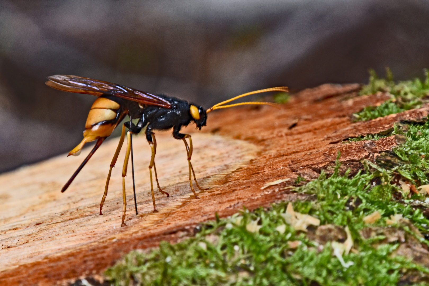 Riesenholzwespe Foto & Bild jahreszeiten, sommer, riesenhlzwespe