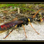 Riesenholzwespe (Urocerus gigas) Männchen