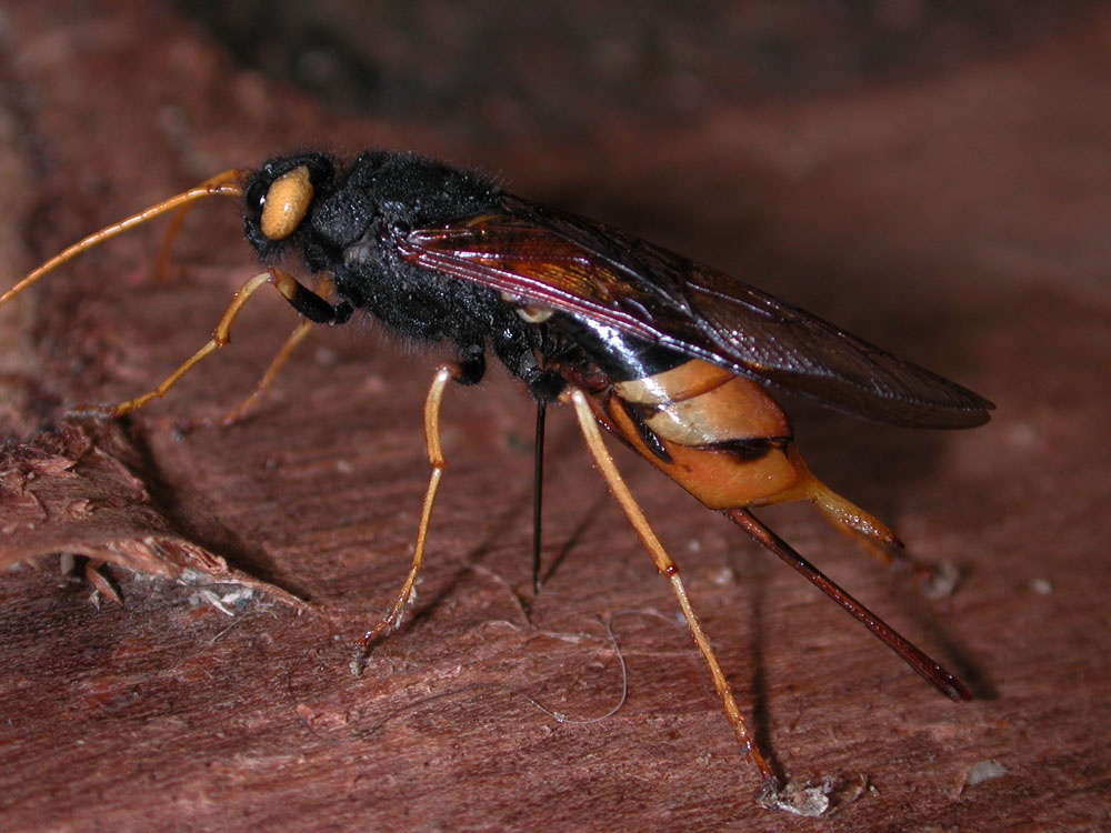 Riesenholzwespe (Urocerusgigas) Foto & Bild tiere, wildlife, insekten