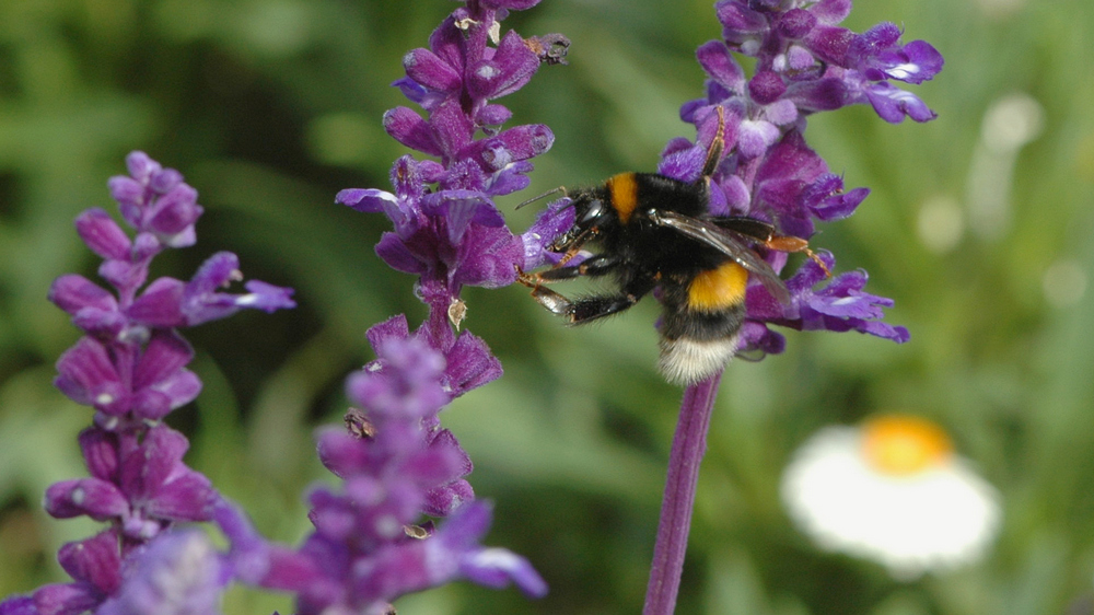 Riesenhummel