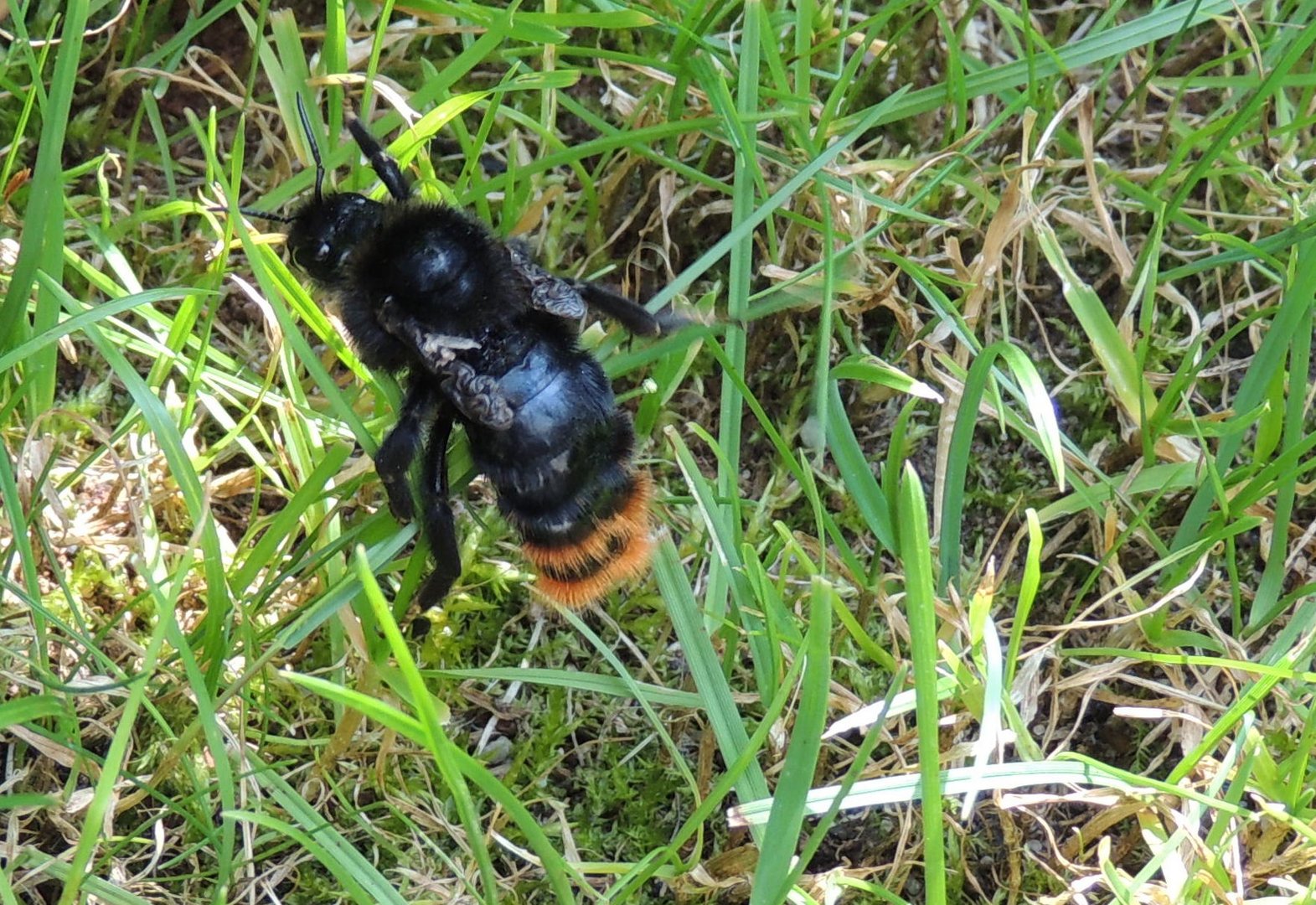 Riesenhummel ohne Flügel?