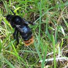 Riesenhummel ohne Flügel?