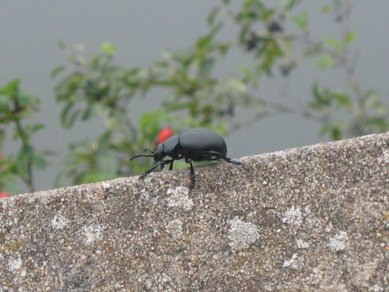 Riesenkäfer auf dem Moselausblick