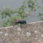 Riesenkäfer auf dem Moselausblick