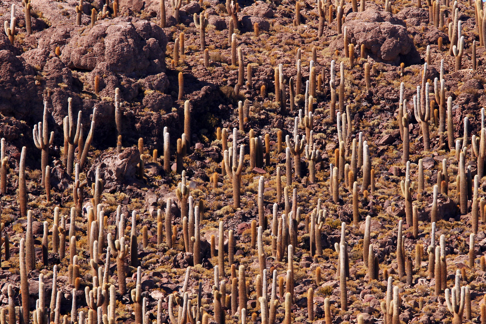 Riesenkakteen auf der Isla Incahuasi,  Bolivien