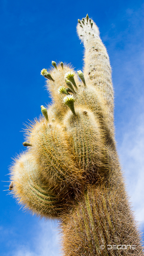 Riesenkaktus - Carnegiea gigantea